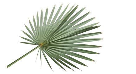 Silver saw palmetto leaf PNG isolated on transparent background, tropical foliage for design and decoration, botanical element © Jn