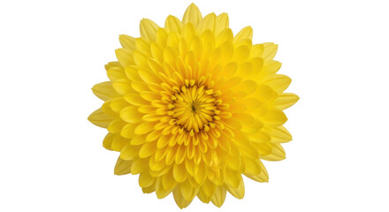 Bright yellow chrysanthemum flower isolated PNG, vibrant floral element on transparent background for design projects and spring themes © Jn