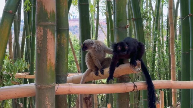 Female and male Black lemur (Eulemur macaco) meeting each other in Lemurs park. Madagascar.