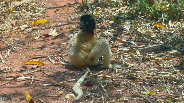 Crowned sifaka (Propithecus coronatus) sitting on the ground and eating leaves. Madagascar.