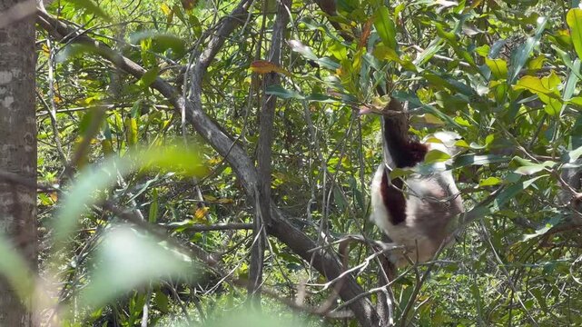 Coquerel's sifaka (Propithecus coquereli) sitting among the branches on a tree.