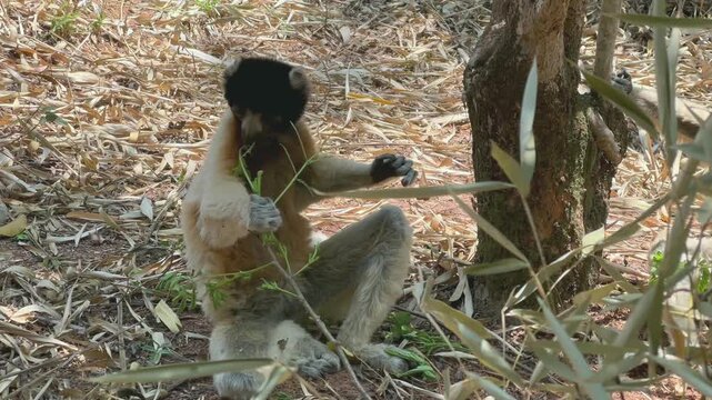 Crowned sifaka (Propithecus coronatus) eating leaves on the ground, Madagascar.