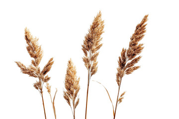 Close-up of four warm-toned dried feathery grass stalks on a dramatic black background