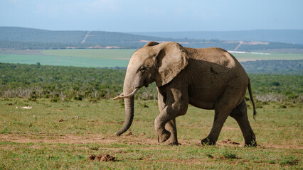 Fototapeta premium Majestic elephants roam freely in Addo Elephant Park, South Africa, under a bright blue sky
