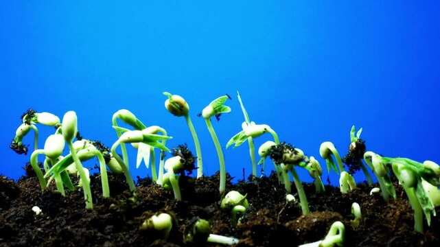 seedling blue screen background time lapse