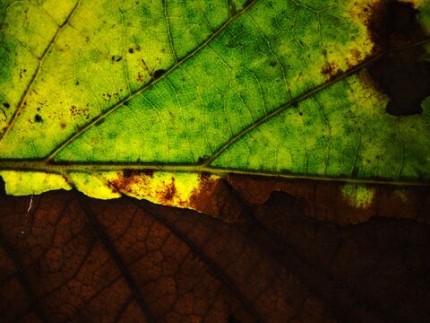 Dramatic macro photography of a Ketapang leaf (Terminalia catappa) featuring vibrant green and withered brown textures with beautiful backlighting.