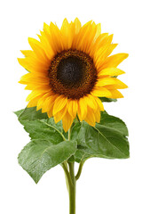 Fototapeta premium Vibrant sunflower with bright yellow petals, dark center, and green leaves on a black background
