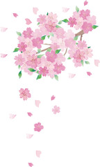 Hand-painted Watercolor Cherry Blossoms. Spring Background for Graduation and Entrance