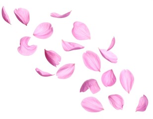 Soft pink petals falling gracefully against a stark white backdrop