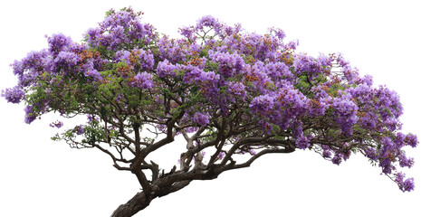 Blooming tree purple flowers cover a tree with gnarled branches, against black