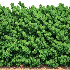 A lush green hedge with small oval-shaped leaves grows against a plain white background with brown mulch visible at the base