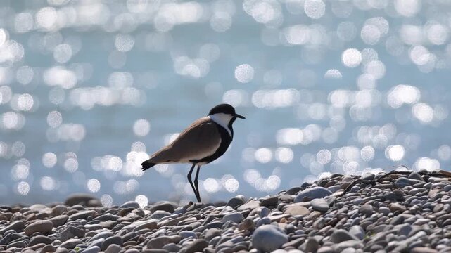 A spur-winged lapwing (Vanellus spinosus) standing on a pebbly beach on a sunny day.