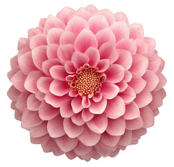 Pink dahlia with densely layered petals and a textured center against neutral BG