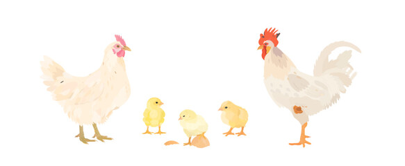 Cute cartoon farm birds collection. Vector hand drawn illustrations of Chicken family. Hen, Rooster and little Chicks isolated on white background. Set of poultry clip art. © iv.rymm