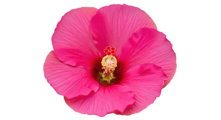 Vibrant pink hibiscus flower isolated PNG on transparent background, tropical blossom with detailed stamen and pistil for botanical designs © Irina