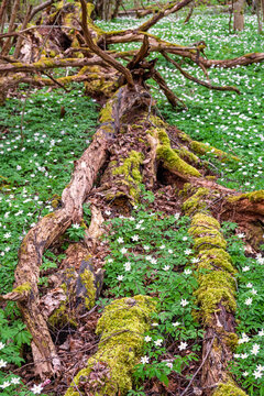 Old putrefactive tree laying on the forest ground with spring flowers