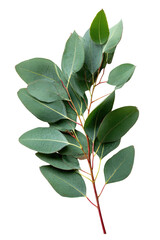Eucalyptus branch oval leaves, red stem, isolated on black