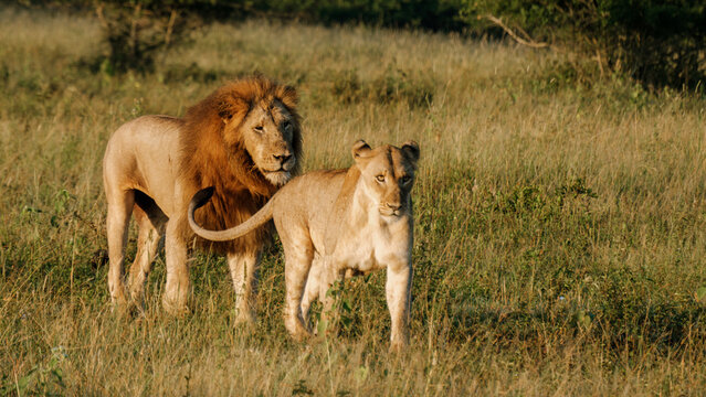 Majestic lions roam freely in the wild grasses of Kruger National Park, South Africa