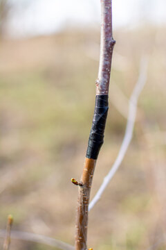Close-up of a successful graft union on a young fruit tree. The connection point between scion and rootstock is tightly wrapped with protective tape to ensure healing and prevent drying