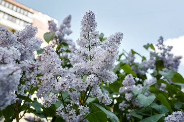 Beautiful lilac flowers branch on a green background, natural spring background. Blooming lilac bush with tender flower. Selective focus, blurred background