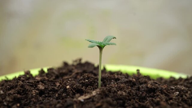 Time interval for growing fresh sprouts in flowerp