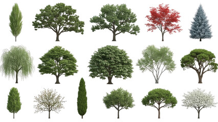 Fototapeta premium Collection-of-Diverse-Tree-Species-Isolated-on-White-Background-Naturex.png
