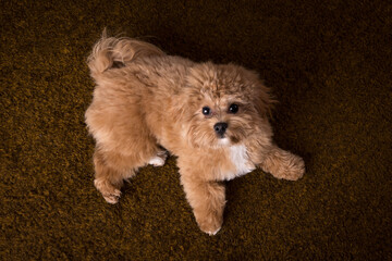  Maltipoo puppy looking up
