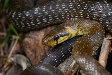 Obraz premium Äskulapnatter // Aesculapian snake (Zamenis longissimus) - Odenwald, Germany