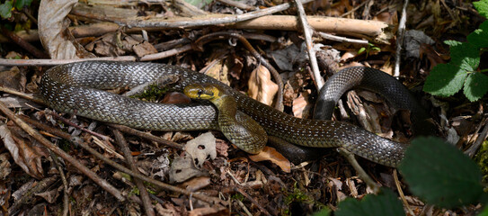 Obraz premium Aesculapian snake // Äskulapnatter (Zamenis longissimus) - Odenwald, Germany