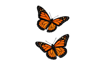 Obraz premium Two monarch butterflies with bright orange, black, and white markings on their wings flying, transparent background