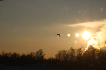 a bird in the sky, at sunset, beautiful light,