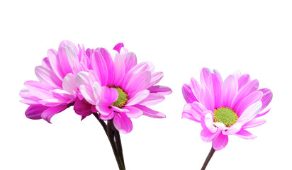 pink chrysanthemum isolated on white