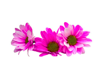 pink chrysanthemum flowers on transparent