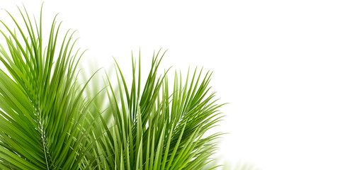 Palm leaves isolated on white