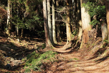 陽の光が注ぐ大木に囲まれた登山道