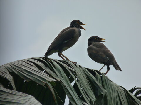 Conversation of Two Mynas, Two Mynas, Brown Myna 2