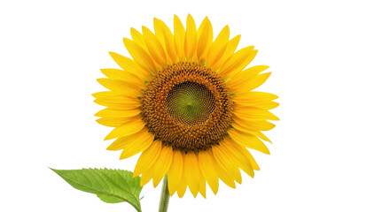 Obraz premium Bright yellow sunflower isolated PNG, vibrant summer flower with green leaves on transparent background, cheerful floral design element