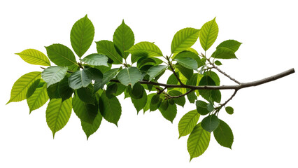 Fototapeta premium Green-Branch-With-Lush-Vibrant-Leaves-and-Delicate-Veins-on-Pristine-White-Backgroundx.png
