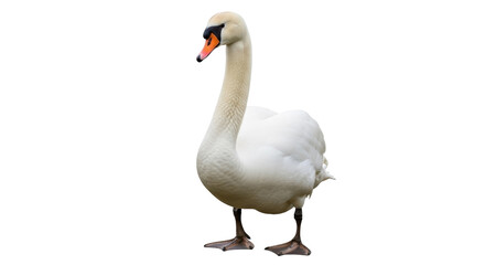 Obraz premium Elegant mute swan PNG isolated on transparent background, graceful waterfowl with white plumage and orange beak, aquatic bird for design projects