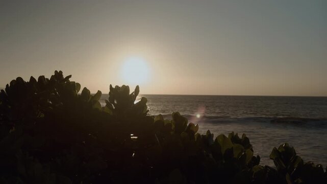 Scaevola taccada, beach cabbage, sea lettuce, or beach naupaka, is a flowering plant in the family Goodeniaceae. Wailea Beach Paths, South Maui, Hawaii. Andaz Maui at Wailea Resort.  Pacific Ocean