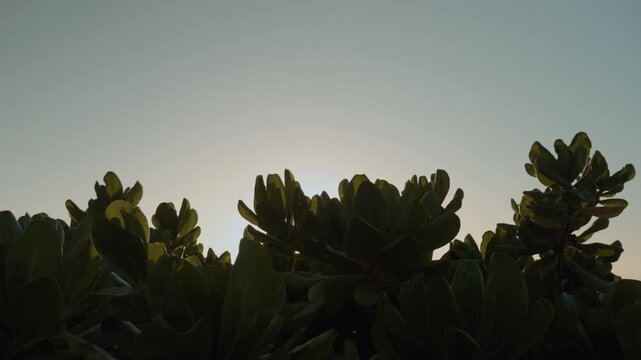 Scaevola taccada, beach cabbage, sea lettuce, or beach naupaka, is a flowering plant in the family Goodeniaceae. Wailea Beach Paths, South Maui, Hawaii. Andaz Maui at Wailea Resort. 