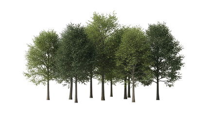 Obraz premium Group-of-Realistic-Green-Trees-Isolated-on-White-Background-for-Renderingx.png