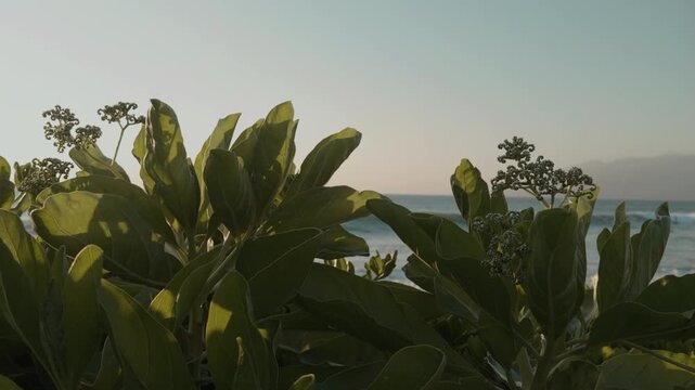 Heliotropium arboreum is a species of flowering plant in the family Heliotropiaceae. velvetleaf soldierbush, tree heliotrope. Mokapu Beach Park. Wailea Beach Paths, South Maui, Hawaii. Andaz Maui 
