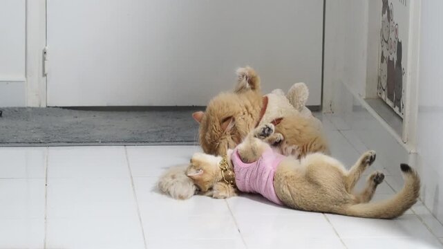 Cuddly cats and adorable kittens play together, showcasing their cute friendship on shiny floor, while furry pets share heartwarming moments with stuffed animals and each other