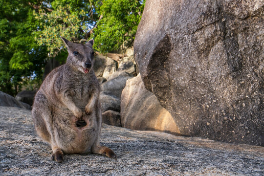 Mareeba Rock-wallaby - Petrogale mareeba, small rare rock wallaby kangaroo native to the rocks and forests around Mareeba city in Queensland, Australia.