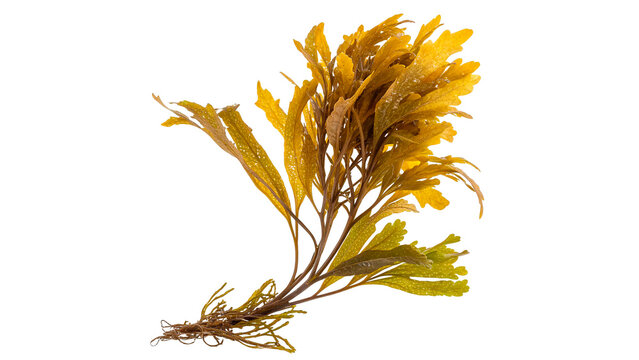 A bunch of bright yellow seaweed isolated on transparent background