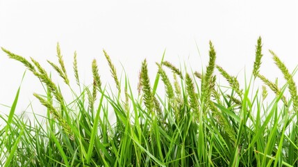 Fototapeta premium Lush Green Grass with Tall Spikes against a Clean White Background for Nature and Outdoor Themes