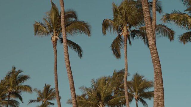 The coconut (Cocos nucifera) is a member of the palm family (Arecaceae). Mokapu Beach Park. Wailea Beach Paths, South Maui, Hawaii. Andaz Maui at Wailea Resort.
