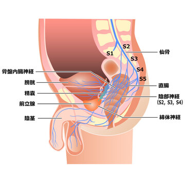 骨盤内神経