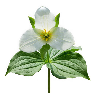 Elegant white trillium flower with three delicate petals and slender green stem